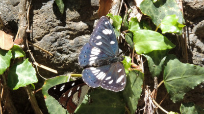 2015.06.01-13.49-Kaledonia-Blauwe ijsvogelvlinder.02-16x9.jpg