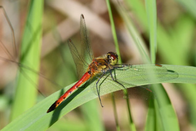 Kempense heidelibel ♂