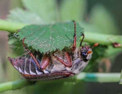 IMGL0262.jpg