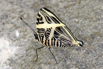 Colobura dirce