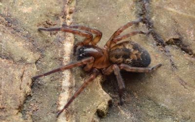 muurkaardespin Amaurobius similis.jpg