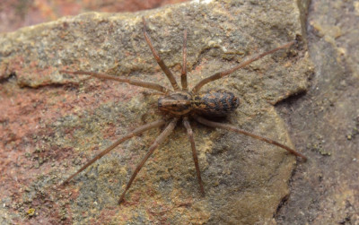 gew.huisspin eratigena atrica .jpg