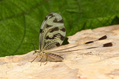 Nemoptera coa_edited.jpg