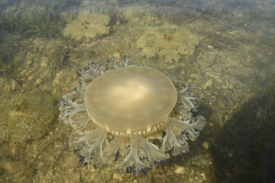 cassiopea andromeda 3 .jpg