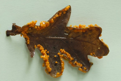 Slijmzwam-058237.JPG