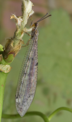 distoleon tetragrammicus 4.jpg