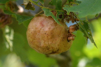 Aardappelgalwesp