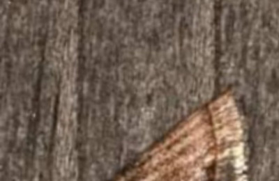 Screenshot_20250110_110054_Gallery.jpg