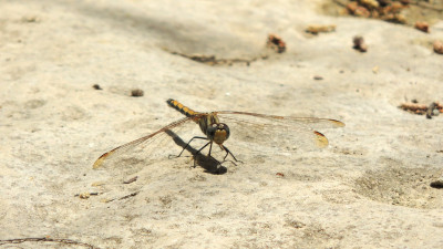 Rode zonnewijzer ♀