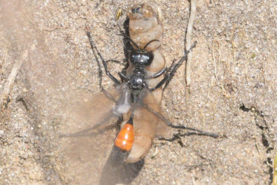 Grote rupsendoder
