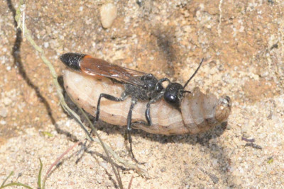 Grote rupsendoder