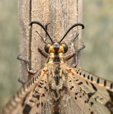 palpares libelluloides .jpg