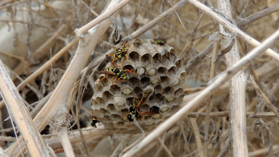 2015.05.27-14.42-Mazatos Beach- Polistes mongolicus ordubadensis-16x9.jpg