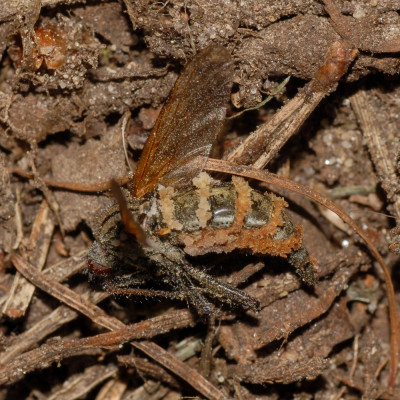 entomophthora muscea 5.JPG