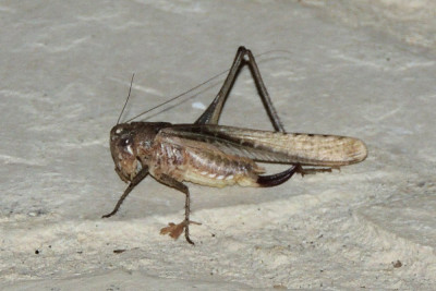Platycleis spec ♀