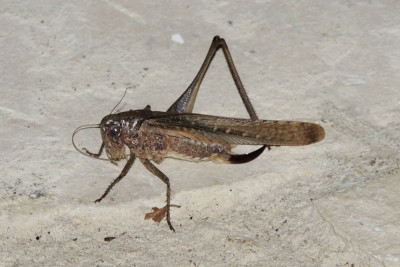 Platycleis spec ♀