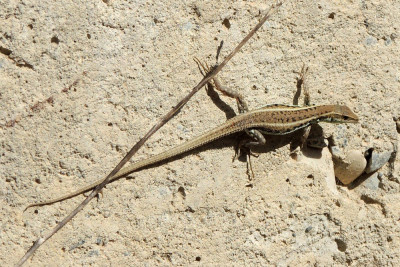 Slangenooghagedis ♀