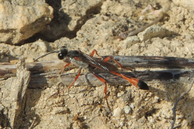Ammophila heydeni