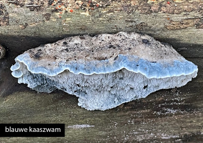 blauwe kaaszwam.jpg