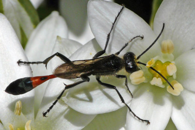 Grote rupsendoder