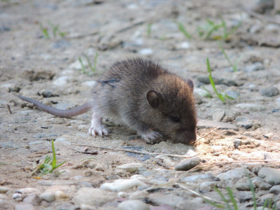 Bruine Rat