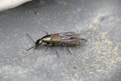 Philonthus spec.