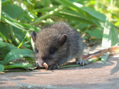 Bruine Rat