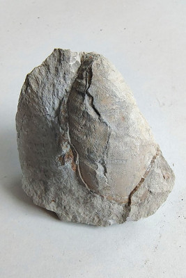 Fossiele Schelp