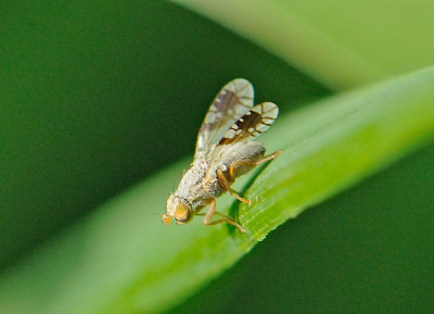 _DSC0147 detail.jpg
