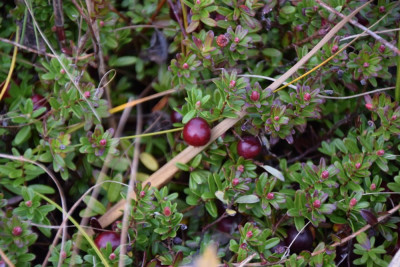 Cranberry