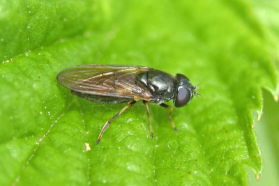 Donkerklauw en Lichtklauwzandgitje ♀