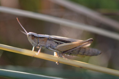 Kustsprinkhaan ♀