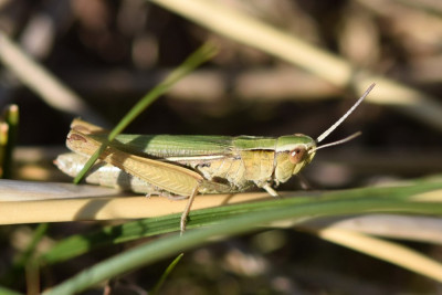 Kustsprinkhaan ♂