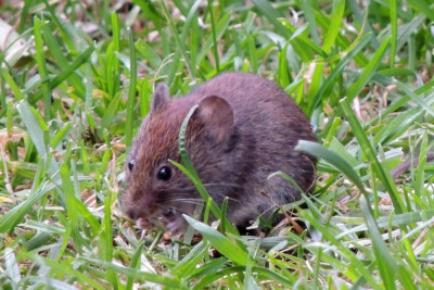 Rosse woelmuis