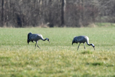 Kraanvogels