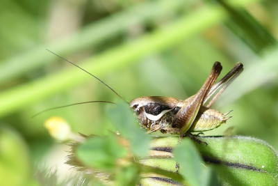 Mediterrane bramensprinkhaan ♂