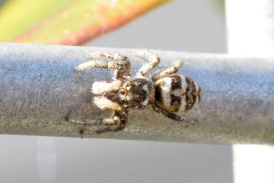 Huiszebraspin