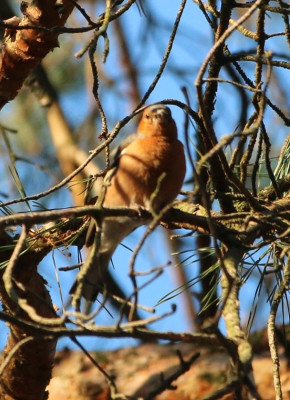 IMG_3590-2 Vink (Fringille coelebs) man.jpg