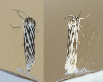 IMG_4138-2 Grasbeertje (Coscinia cribania).jpg