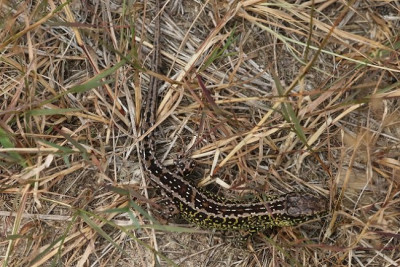 IMG_4810-2 Zandhagedis (Lacerta agilis).jpg