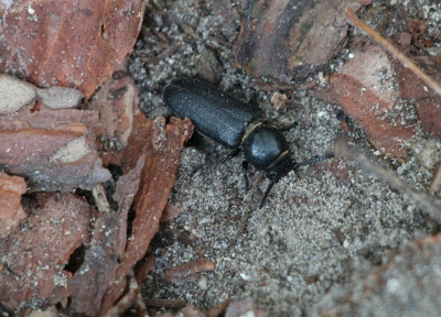 IMG_4246-2 Wortelboktor.jpg