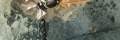IMG_20250326_160317.jpg