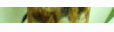 Screenshot_20250329_170106_Gallery.jpg