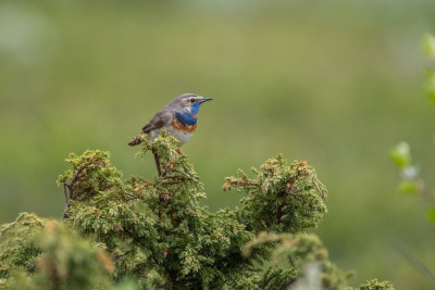 Blauwborst 05-06-2024.jpg