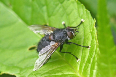 Blepharipa pratensis ♂