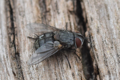Carcelia iliaca (v)