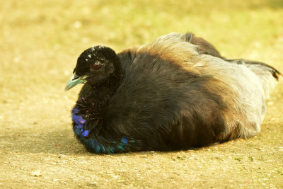 sized_Grijsvleugel trompetvogel.JPG