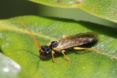 Pamphilius sylvaticus