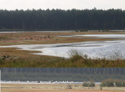 Canon EOS 70D 5472x3648_356507-2 Lepelaars Dwinelderveld.jpg