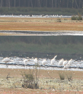 Canon EOS 70D 5472x3648_356508-2 Lepelaars Dwingelderveld.jpg